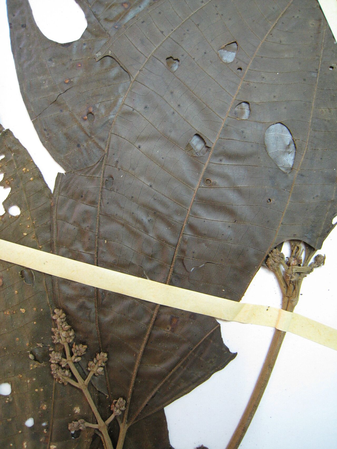 Miconia affinis other