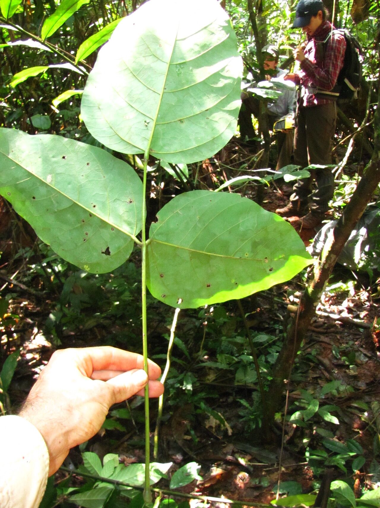Zanthoxylum rubescens habit
