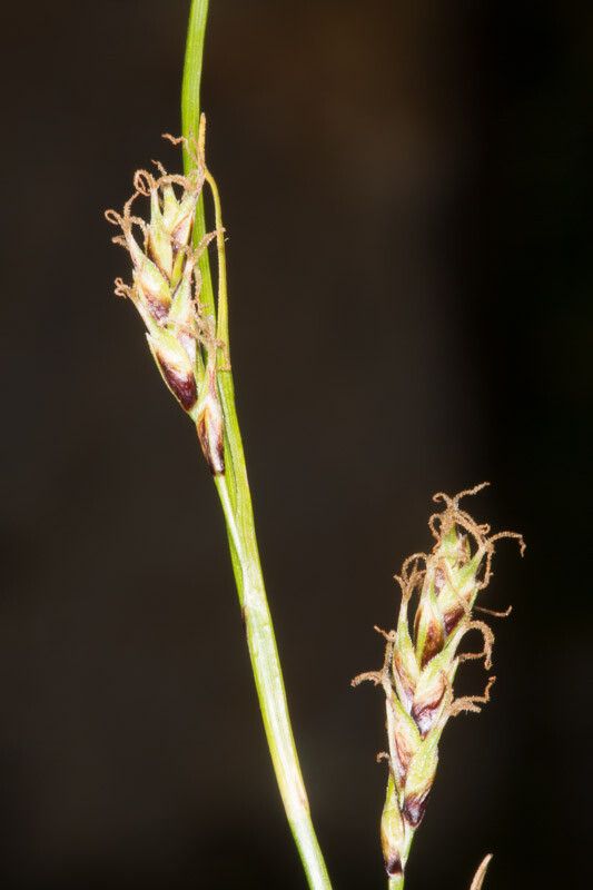 Carex sempervirens flower
