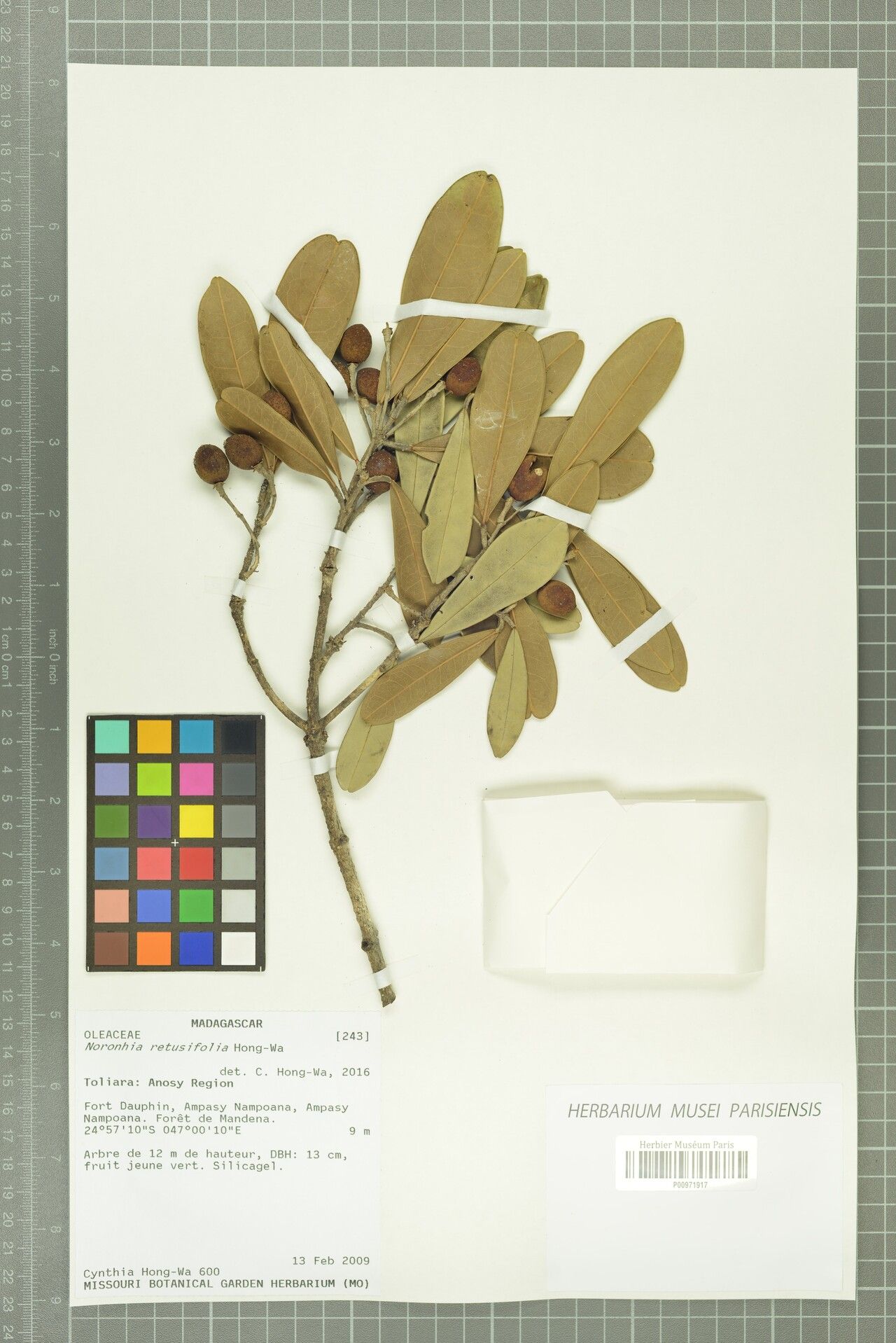 Noronhia retusifolia — houseplant care guide