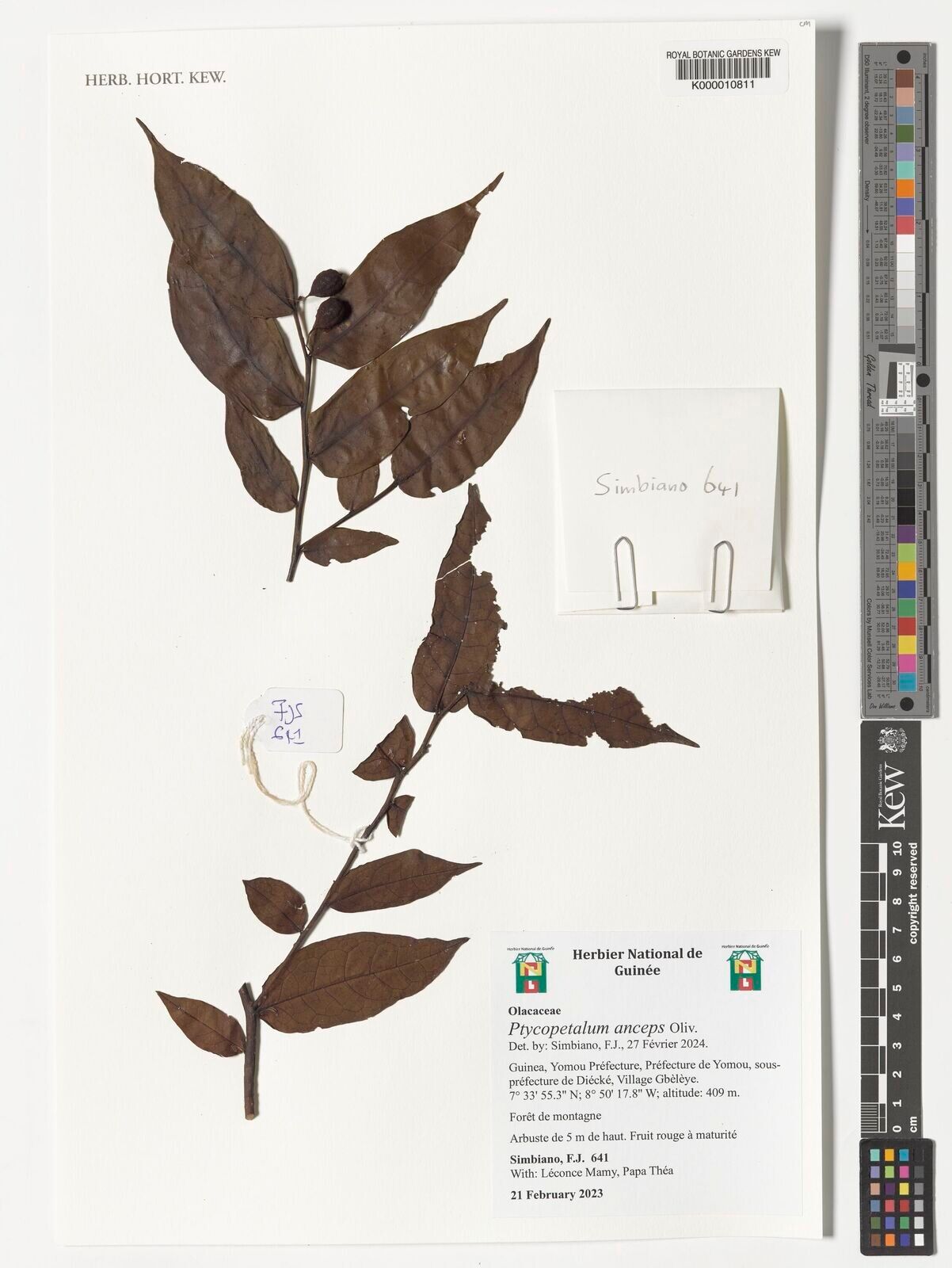 Ptychopetalum anceps — related species from the same genus