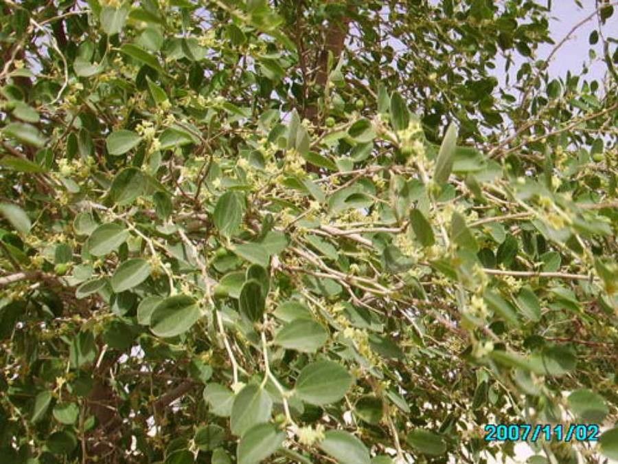 Ziziphus spina-christi — search result for 'Ziziphus'
