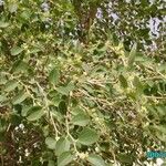 Ziziphus spina-christi