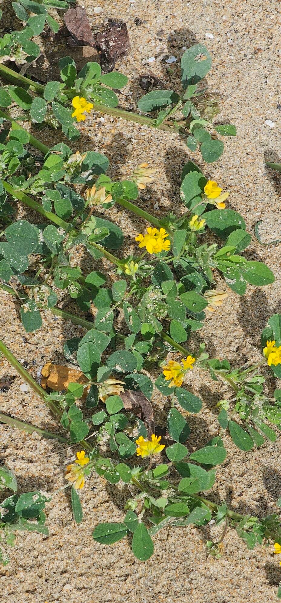 Medicago doliata flower