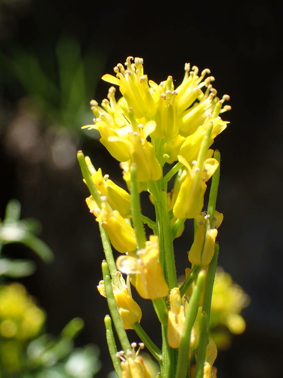 Barbarea intermedia flower