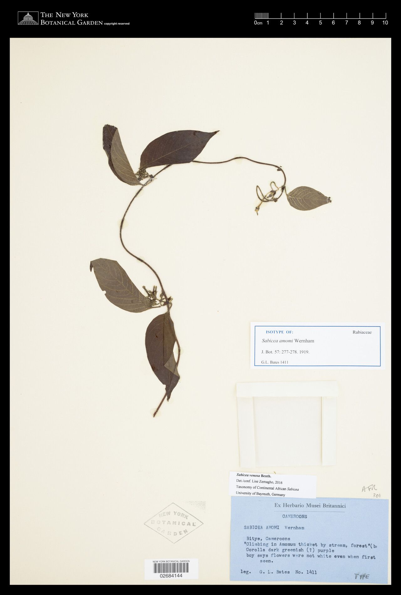 Sabicea amomii — related species from the same genus