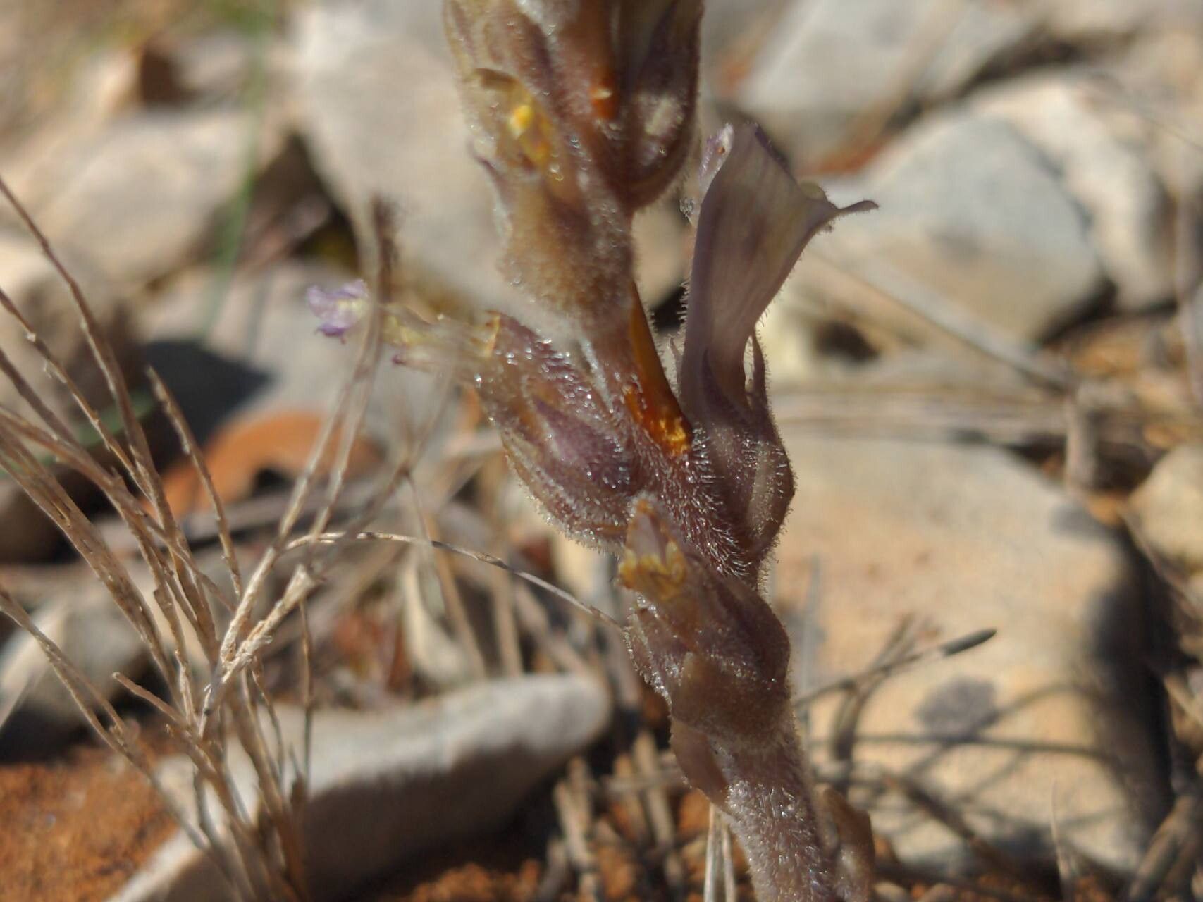 Orobanche rosmarina flower