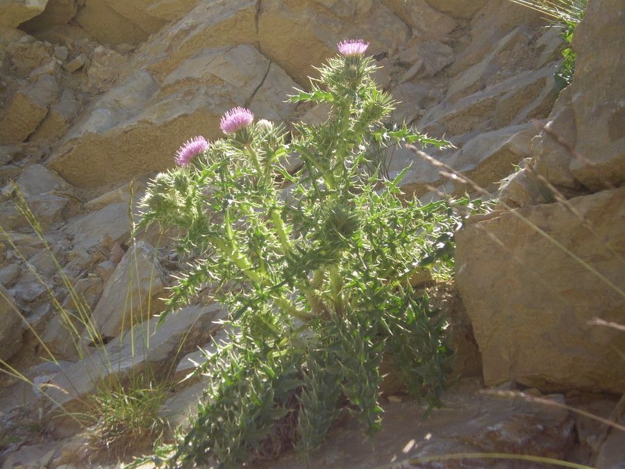 Carduus aurosicus habit