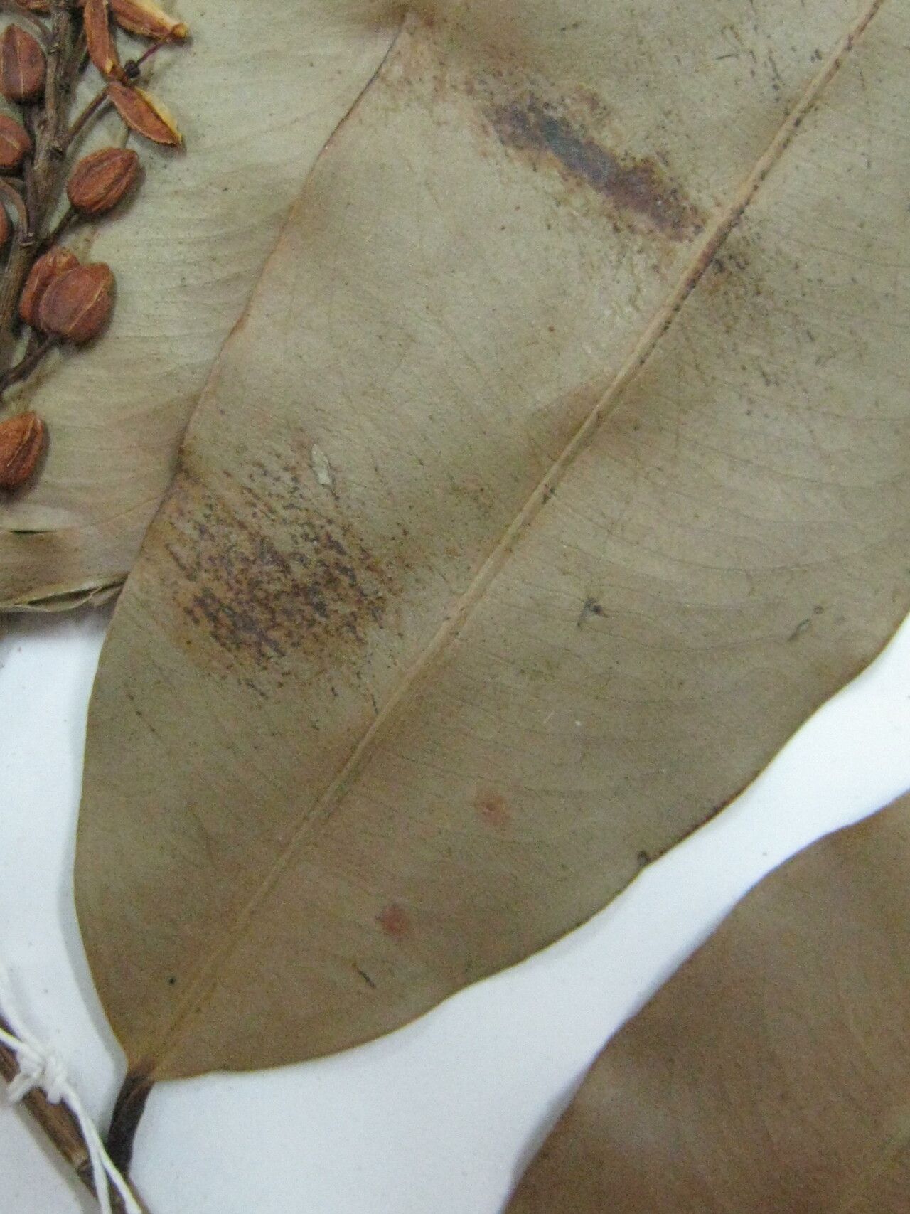 Ouratea scottii — houseplant care guide