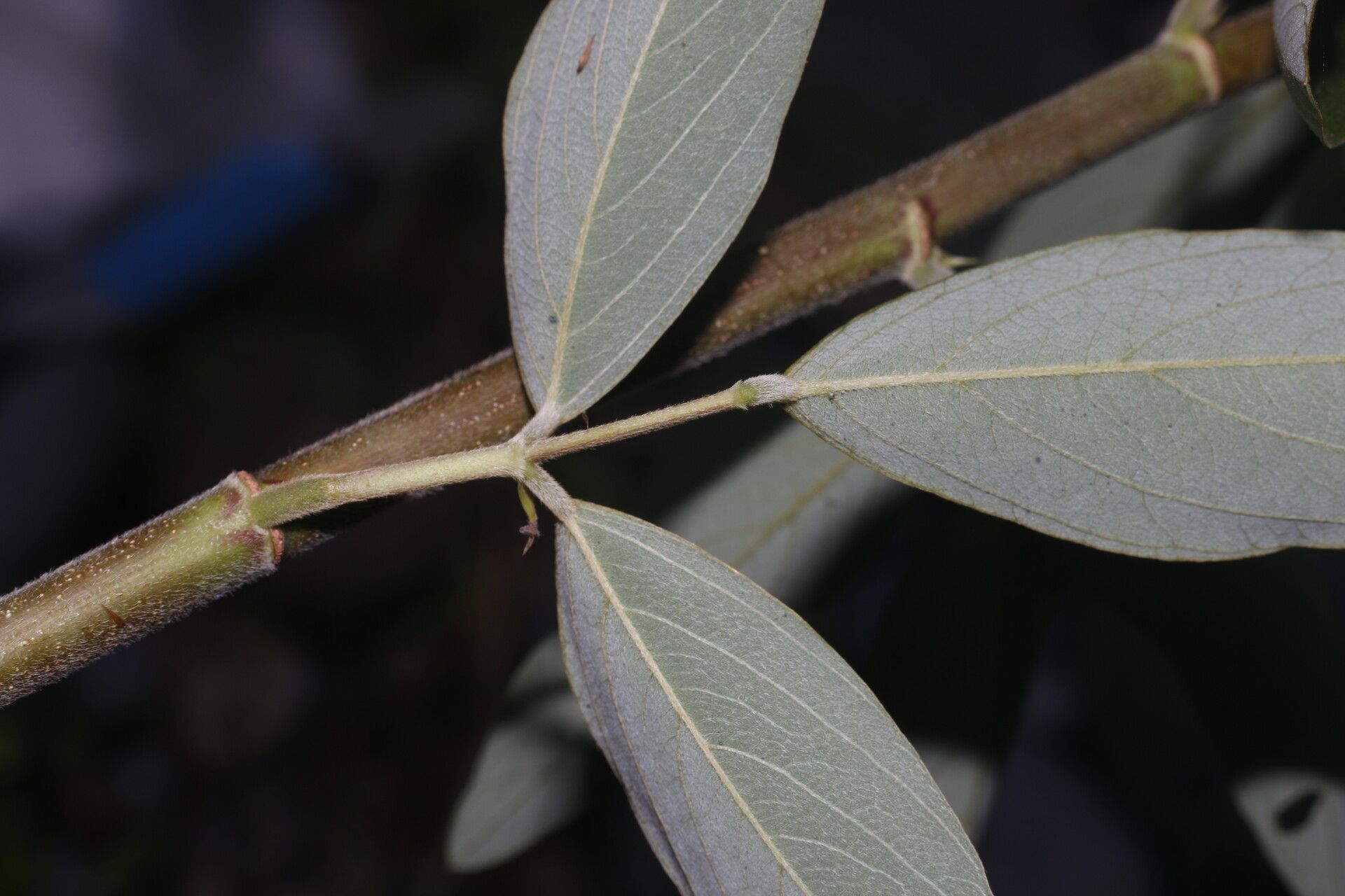 Desmodium cajanifolium leaf