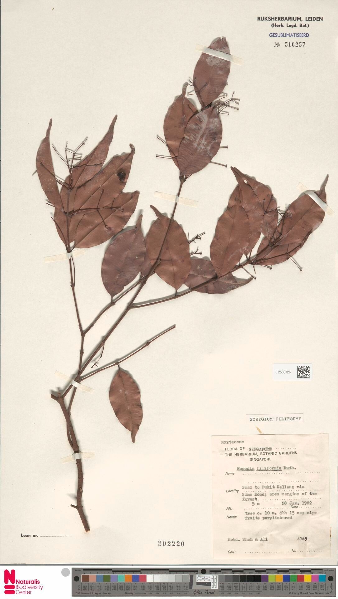 Syzygium filiforme — houseplant care guide