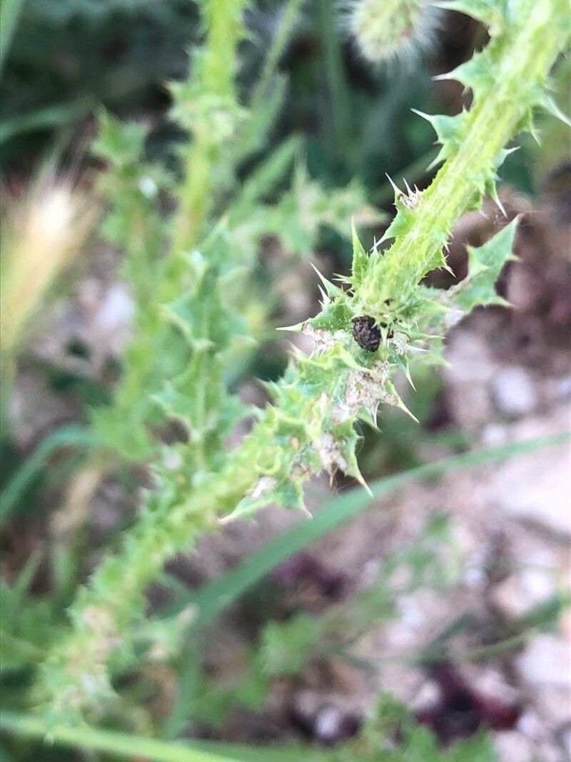 Carduus bourgaeanus — houseplant care guide