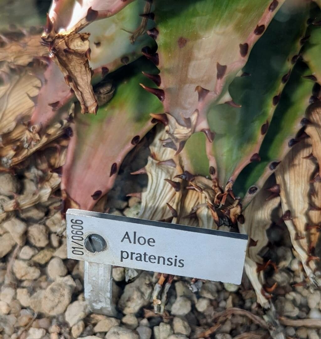 Aloe pratensis other