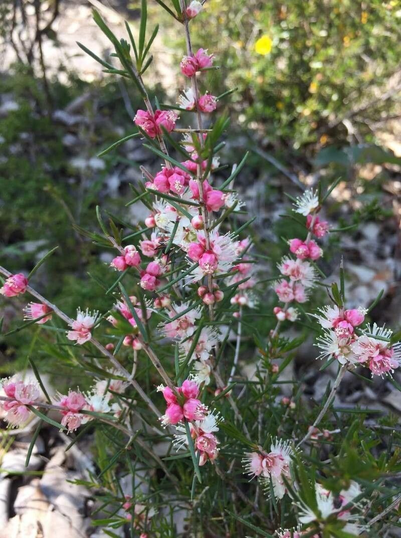 Hypocalymma angustifolium — houseplant care guide