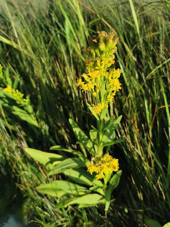 Solidago sempervirens flower