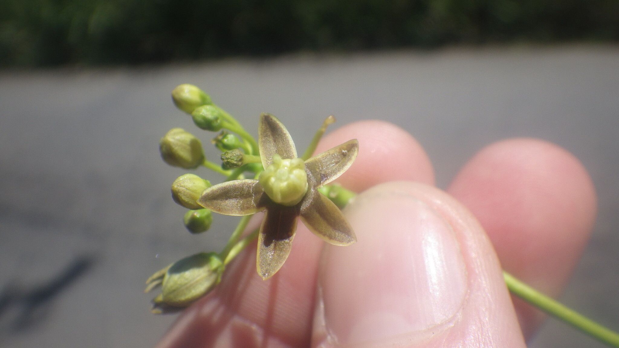 Cynanchum eurychitoides flower