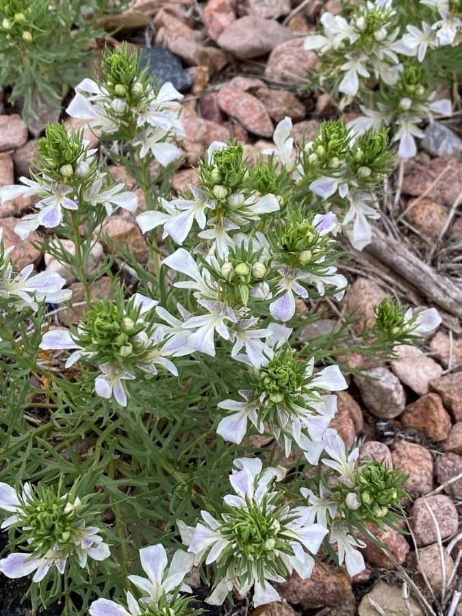 Teucrium laciniatum flower
