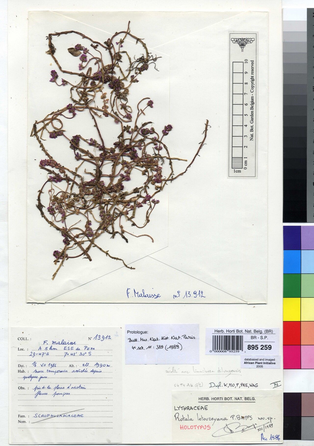 Rotala letouzeyana — search result for 'Rotala'