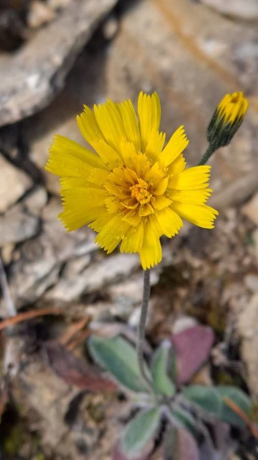 Hieracium bifidum flower