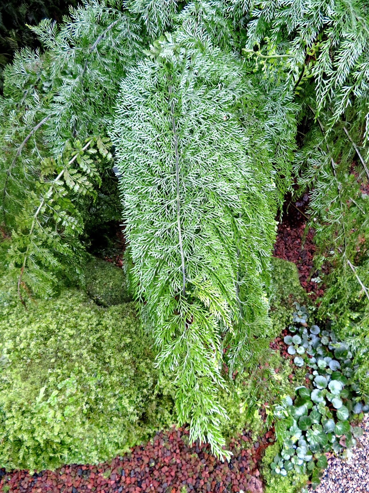 Asplenium dimorphum — houseplant care guide