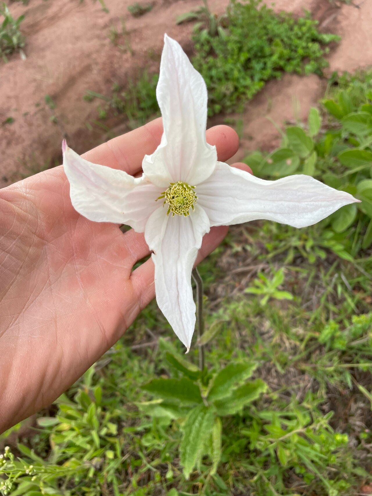 Clematis uhehensis — search result for 'Clematis'