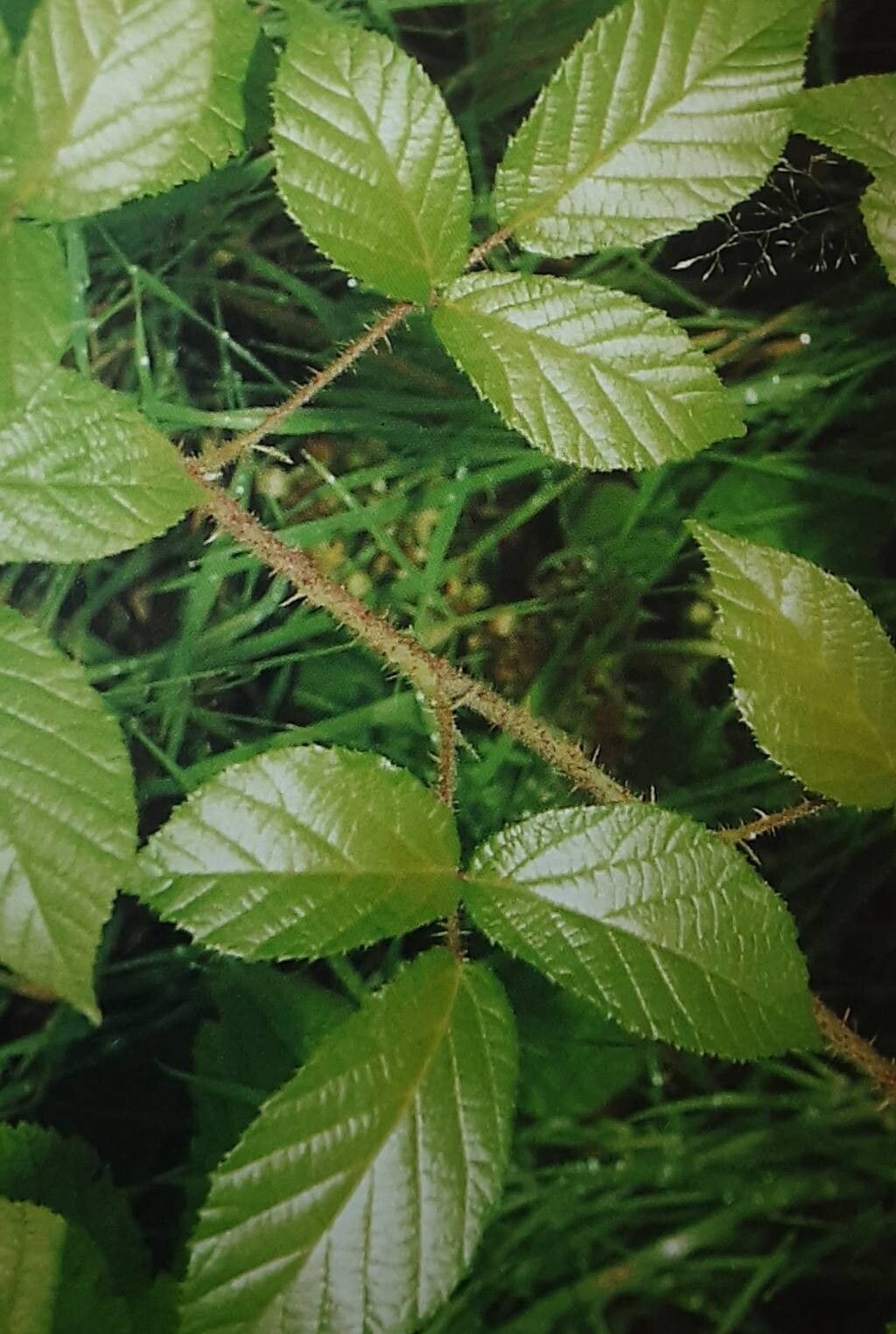 Rubus lusaticus — houseplant care guide