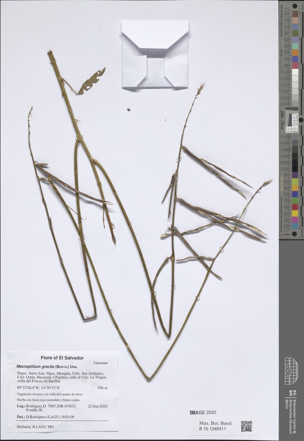 Macroptilium gracile other