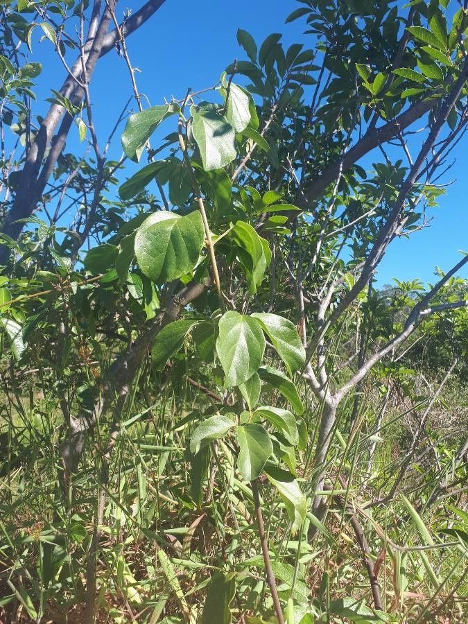 Amphilophium mansoanum bark