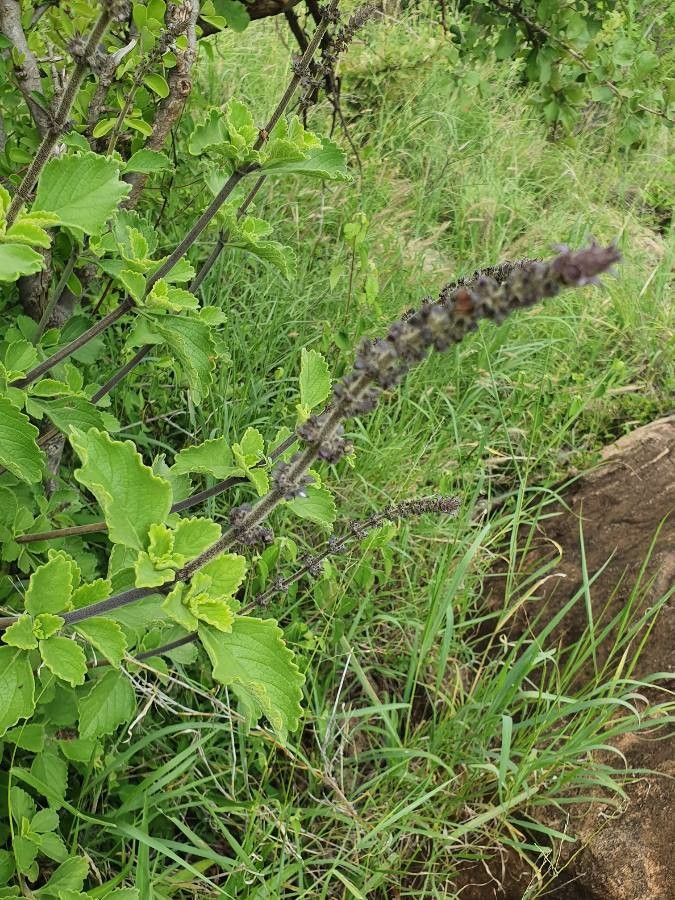Plectranthus comosus fruit