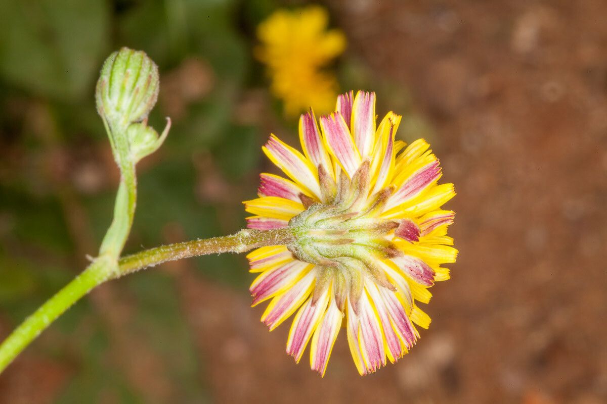 Crepis bellidifolia bark