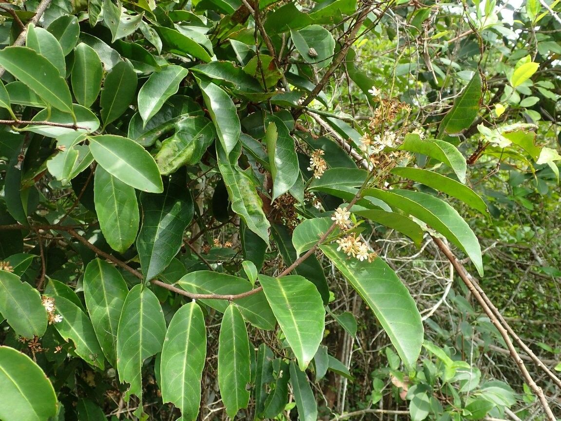 Homalium dewevrei — houseplant care guide