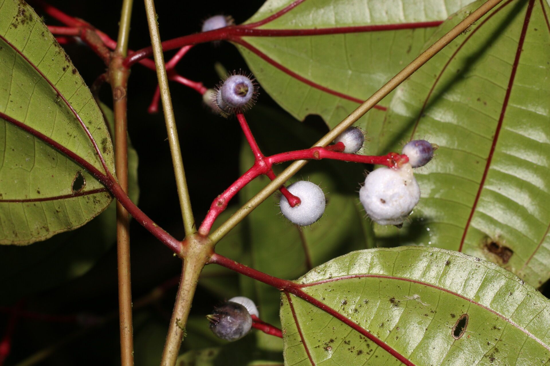 Miconia lateriflora fruit