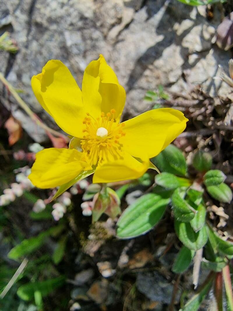 Diatelia tuberaria flower