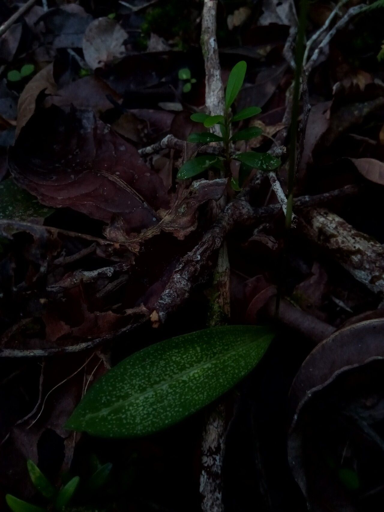 Cynorkis hologlossa habit