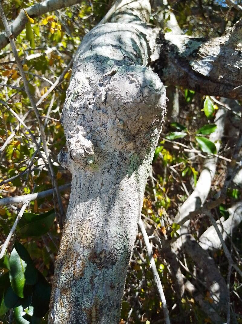 Mimusops capuronii bark