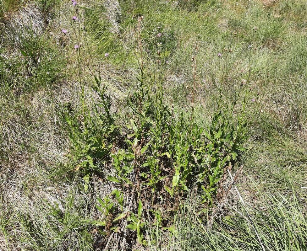 Cirsium pyrenaicum habit