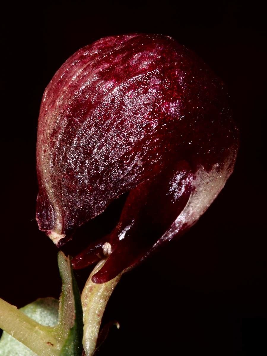 Corybas pignalii fruit