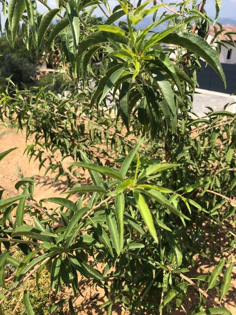 Ozoroa engleri — search result for 'Zimbabwe'