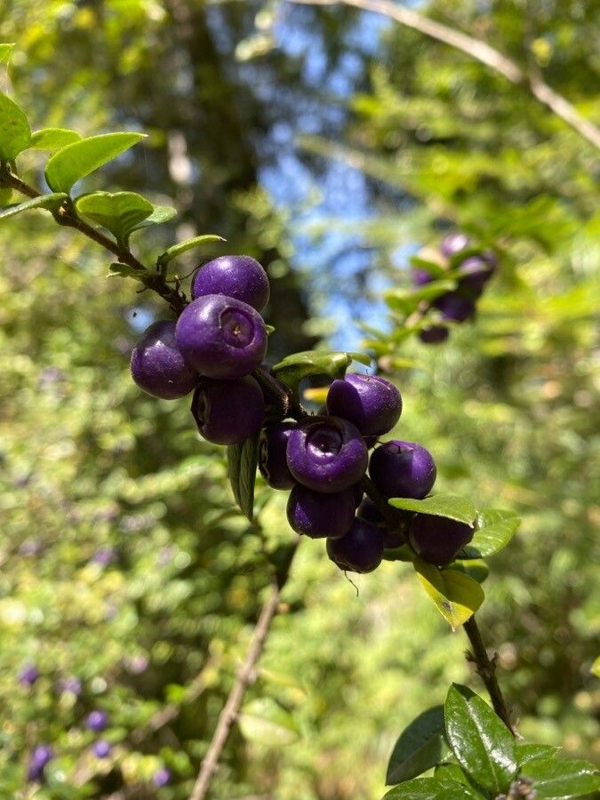 Rhaphithamnus spinosus fruit