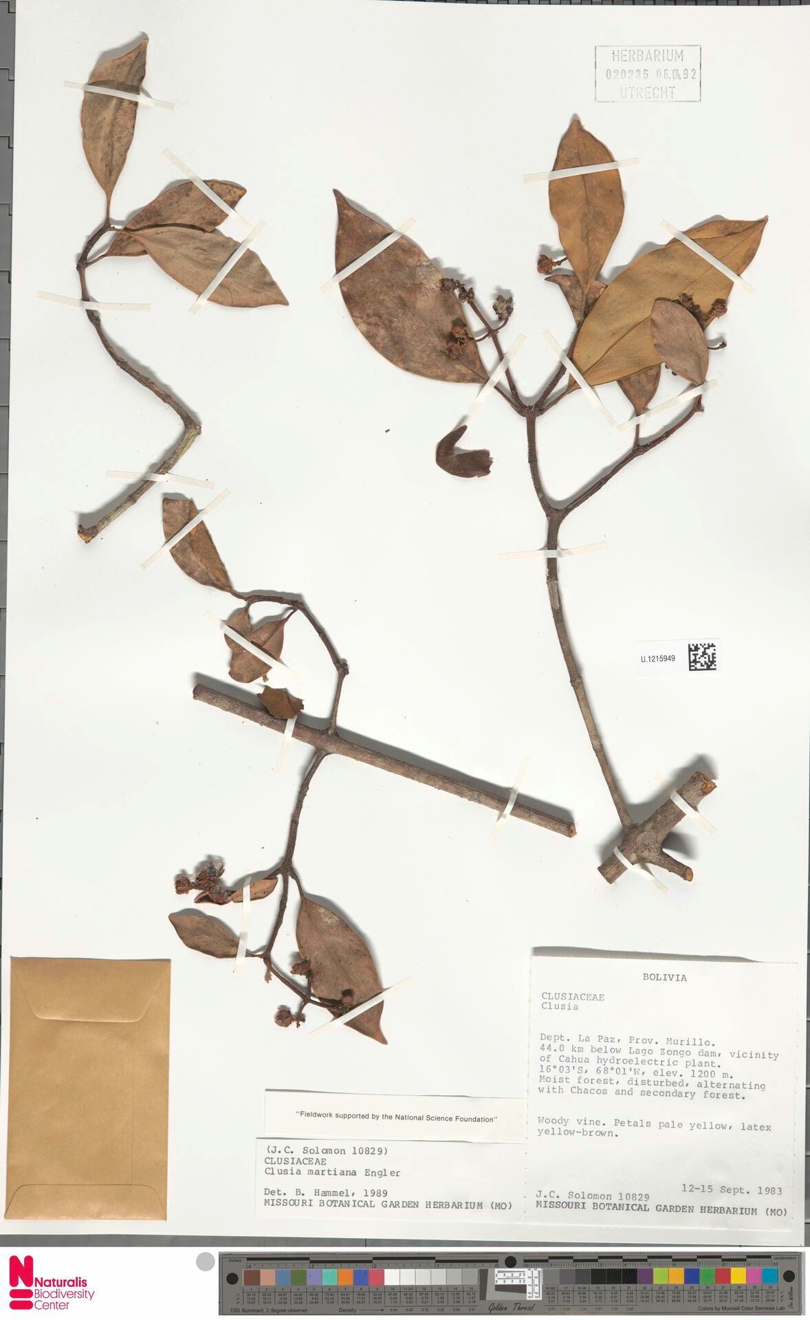 Clusia martiana — search result for 'Clusia'