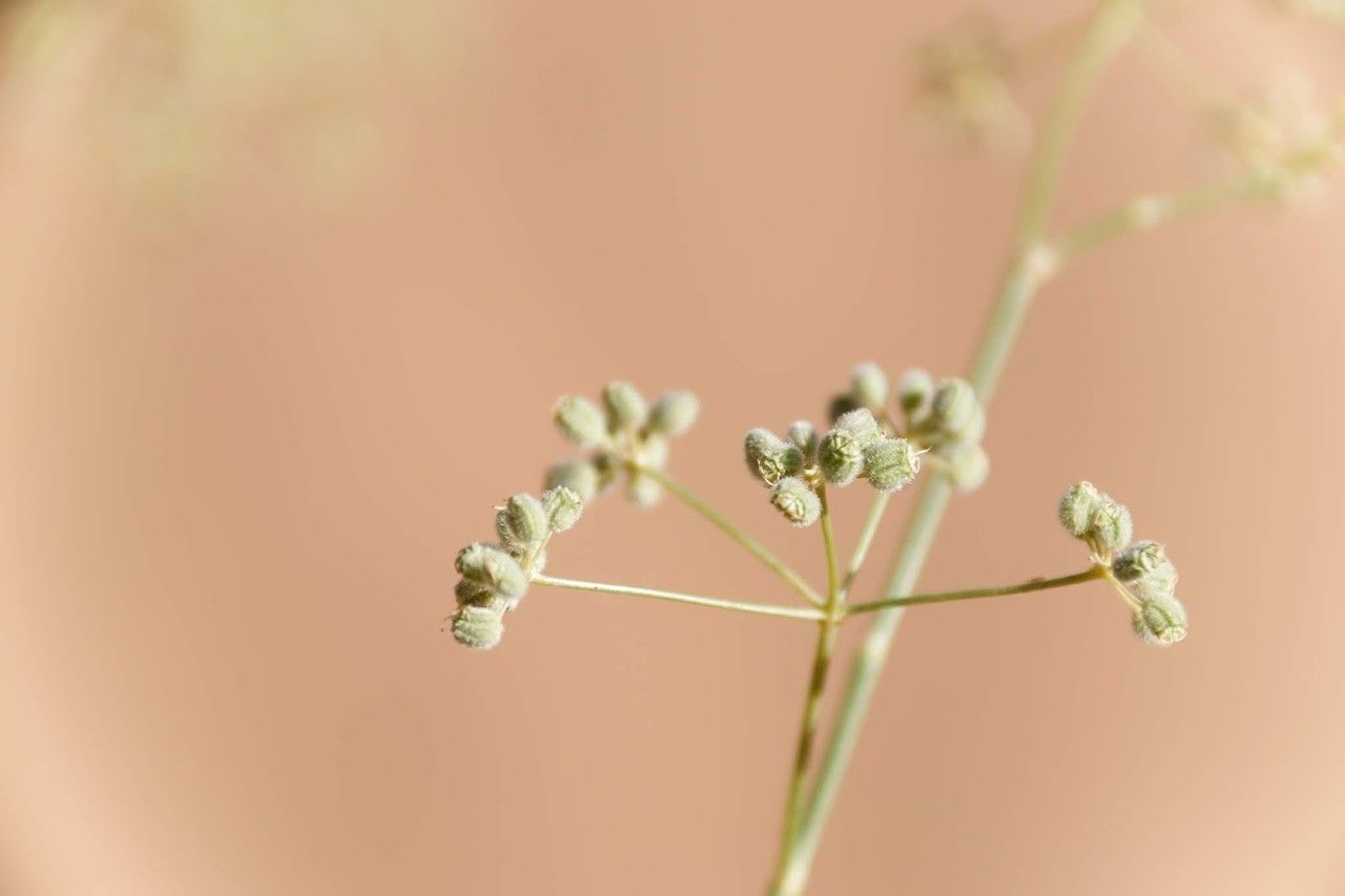 Deverra denudata fruit