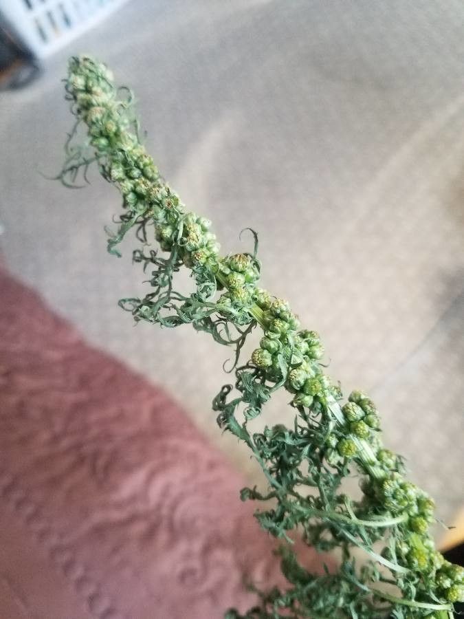 Ambrosia confertiflora flower