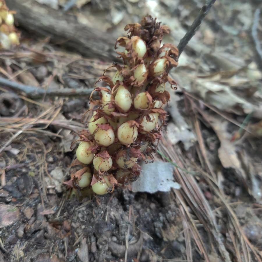 Conopholis americana fruit