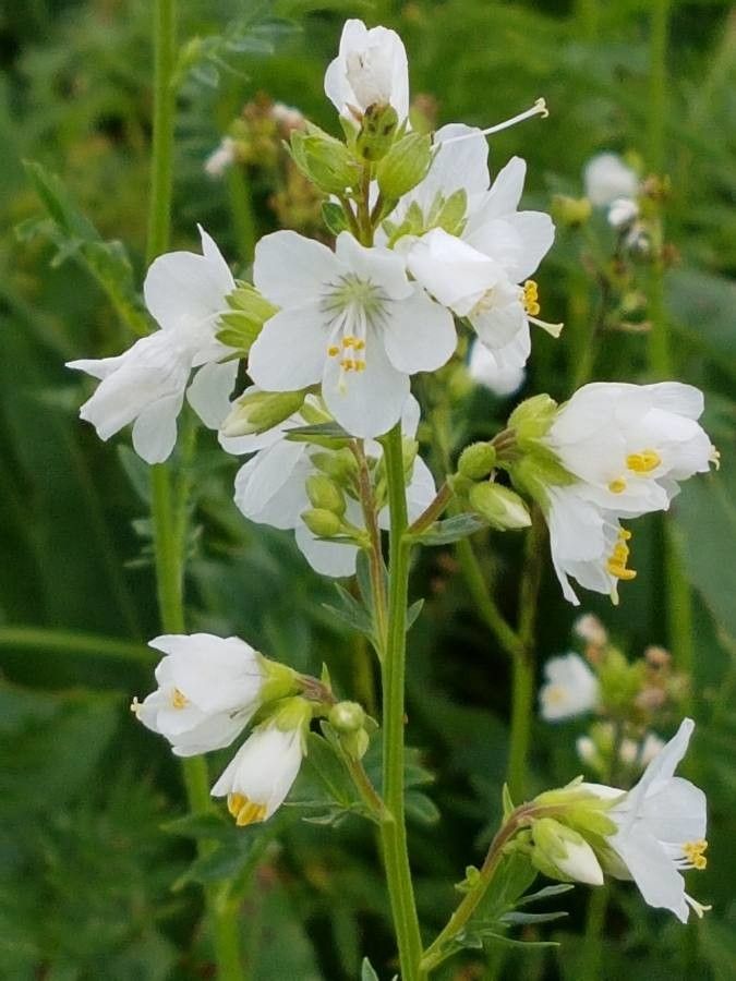 Polemonium carneum flower