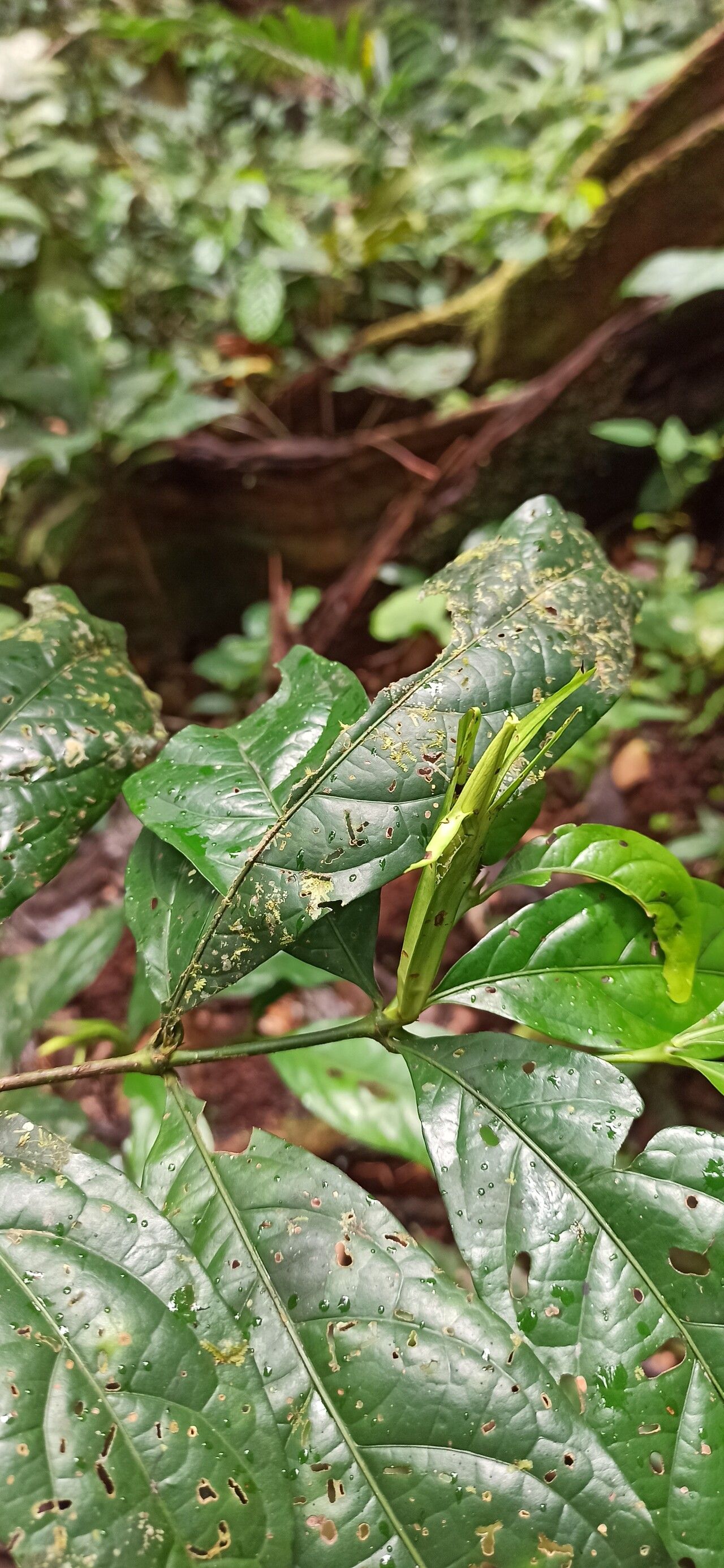 Rothmannia lateriflora fruit