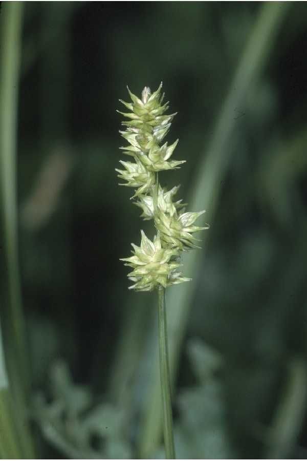 Carex sparganioides flower