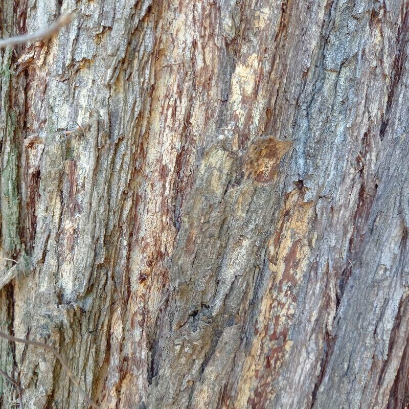 Acacia implexa bark