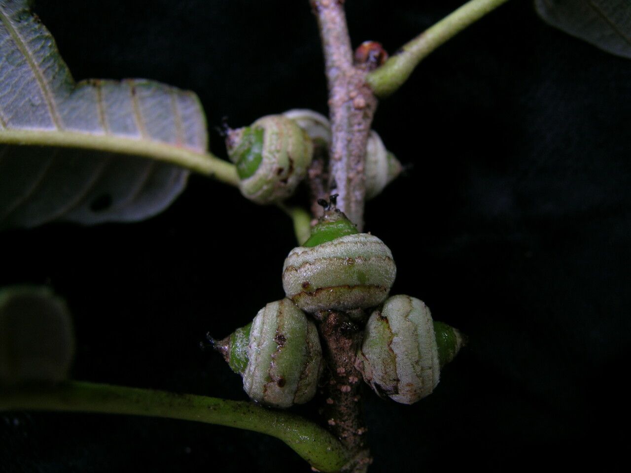 Quercus oxyodon fruit