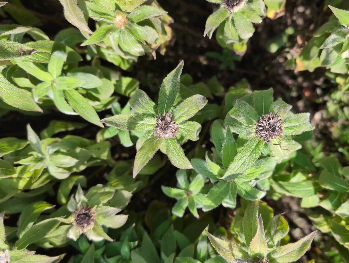 Inula hookeri — search result for 'Inula'