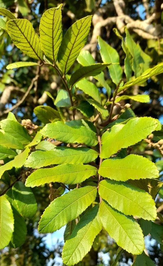 Cupania vernalis leaf